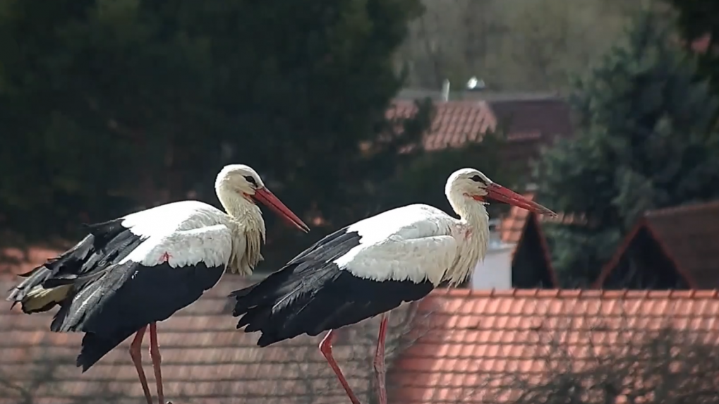 Na viacerých miestach Slovenska už pozorovali bociany. Prvý zvyčajne prilietava samec