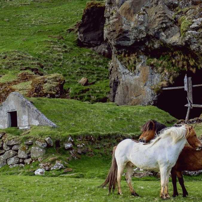 Austrália pristúpila ku kontroverznej ochrane životného prostredia. Z helikoptéry zastrelia tisíce divých koní