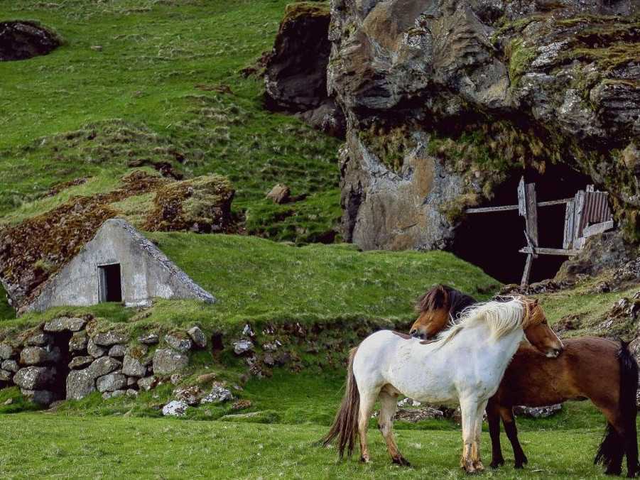 Austrália pristúpila ku kontroverznej ochrane životného prostredia. Z helikoptéry zastrelia tisíce divých koní