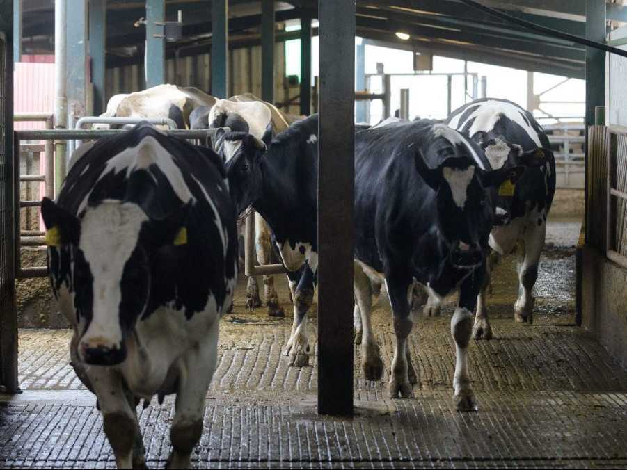 Ilustračná snímka chovu kráv na farme v Nových Zámkoch.