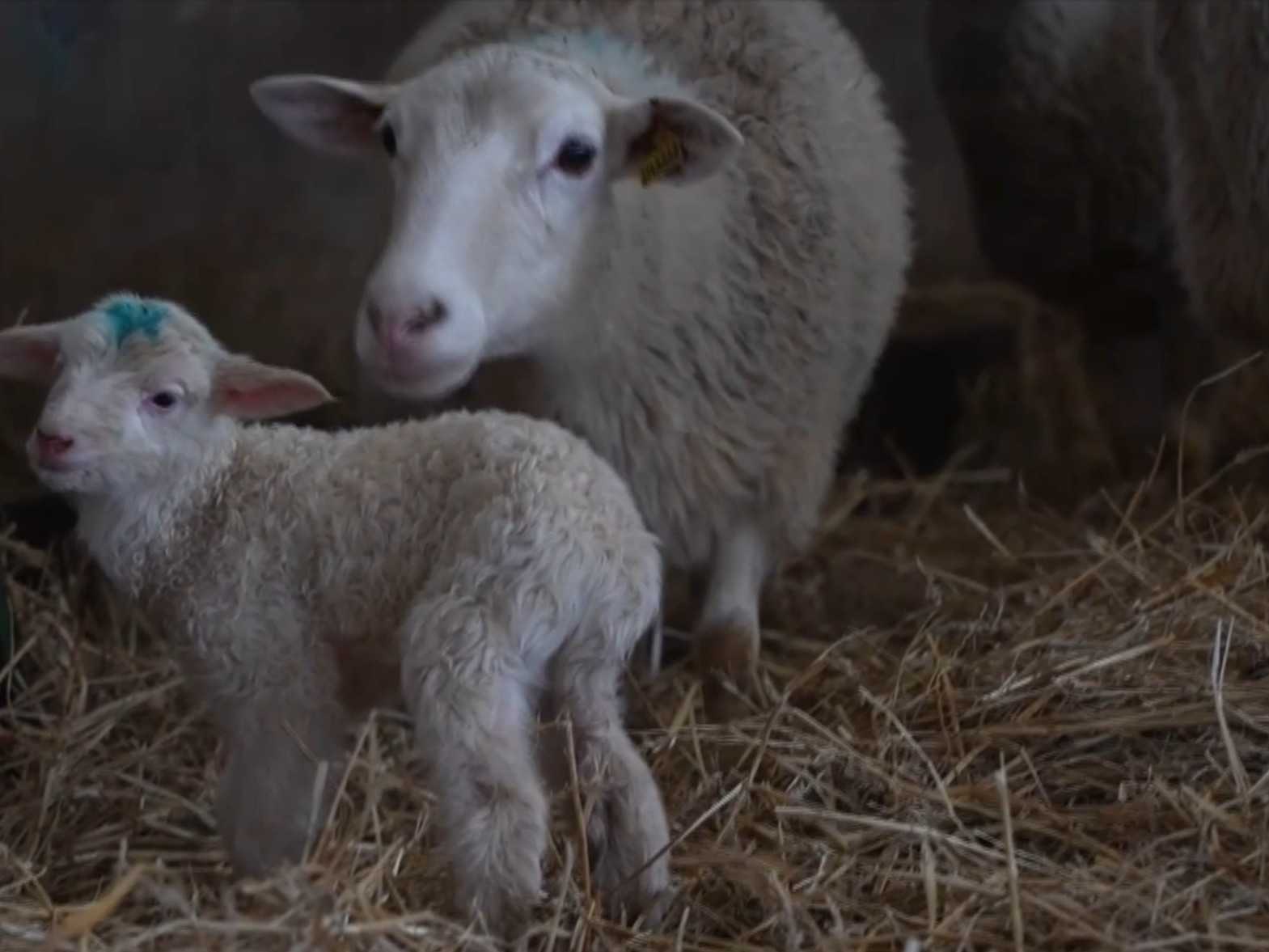 Situáciu sledujú pozorne aj chovatelia oviec pod Tatrami.