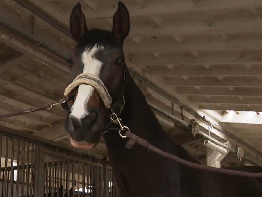 Na ilustračnej snímke kôň.