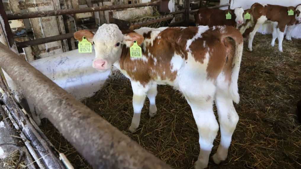 Na jednej z fariem, kde potvrdili slintačku a krívačku, už začali s usmrcovaním dobytka, vyhlásil R. Takáč