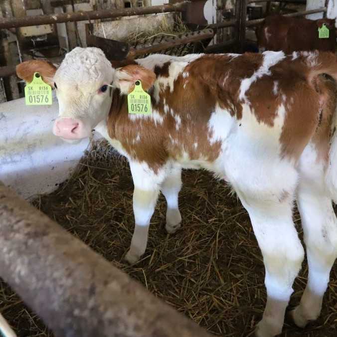 Na jednej z fariem, kde potvrdili slintačku a krívačku, už začali s usmrcovaním dobytka, vyhlásil R. Takáč