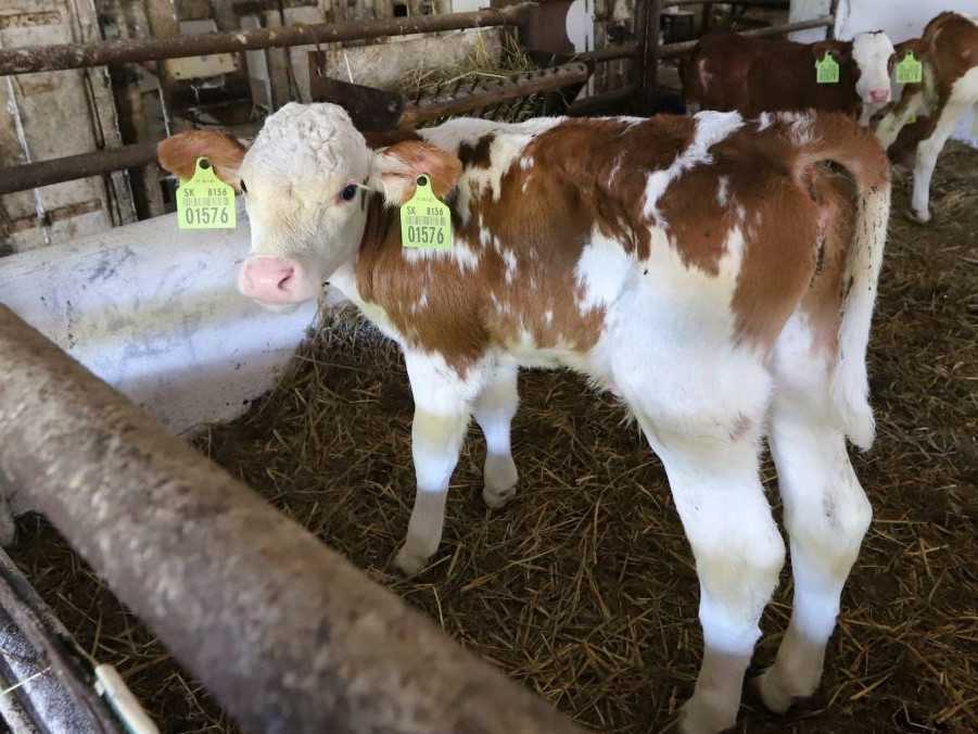 Na jednej z fariem, kde potvrdili slintačku a krívačku, už začali s usmrcovaním dobytka, vyhlásil R. Takáč