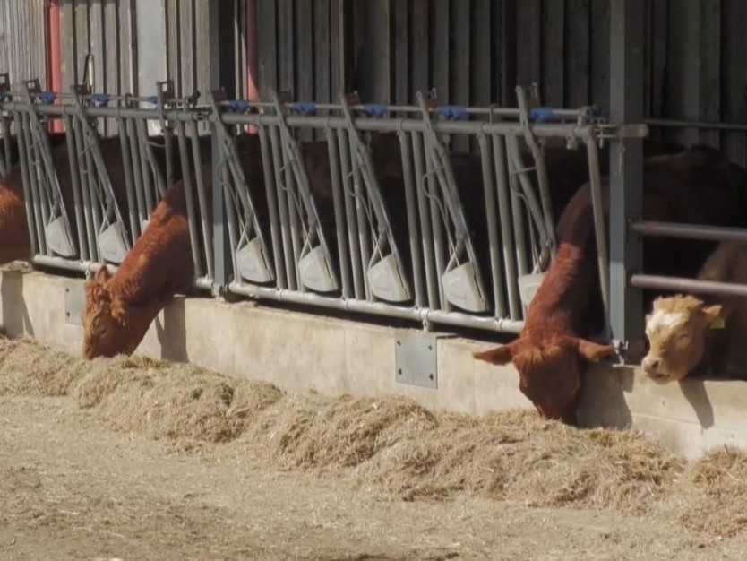 Na ilustračnej snímke dobytok.