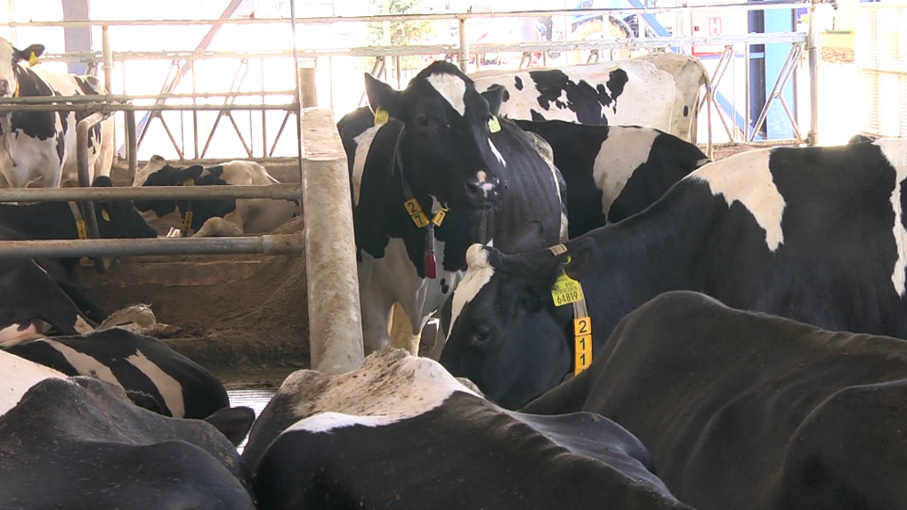 Na farme v Bake usmrcujú dobytok. V Medveďove a Ňárade s tým ešte nezačali, zvieratá len zaočkovali