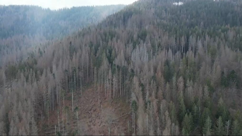 Horehronskú obec zasiahla lykožrútová kalamita. Agrorezort prisľúbil pomoc