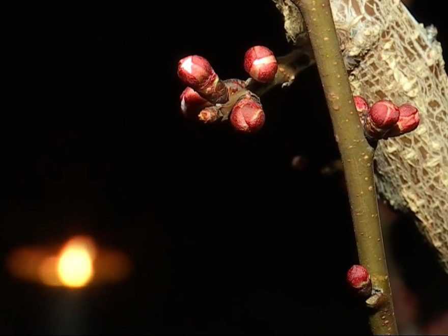 Na ilustračnej snímke púčiky ovocného stromu.