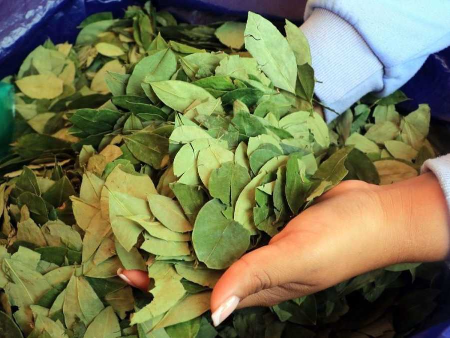 Žena drží listy koky.