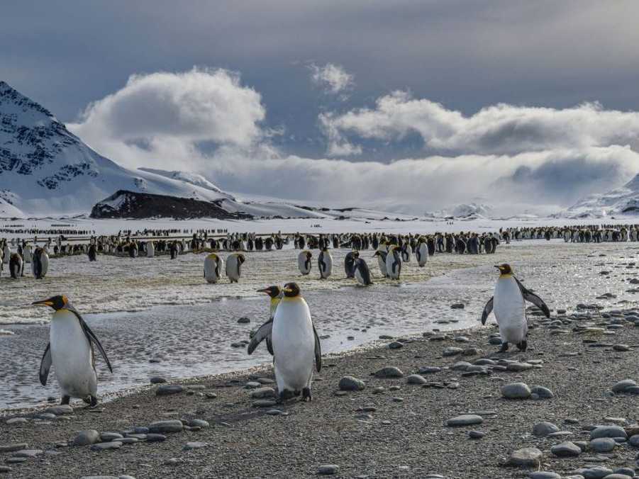 Tučniaky na ostrove Južná Georgia.