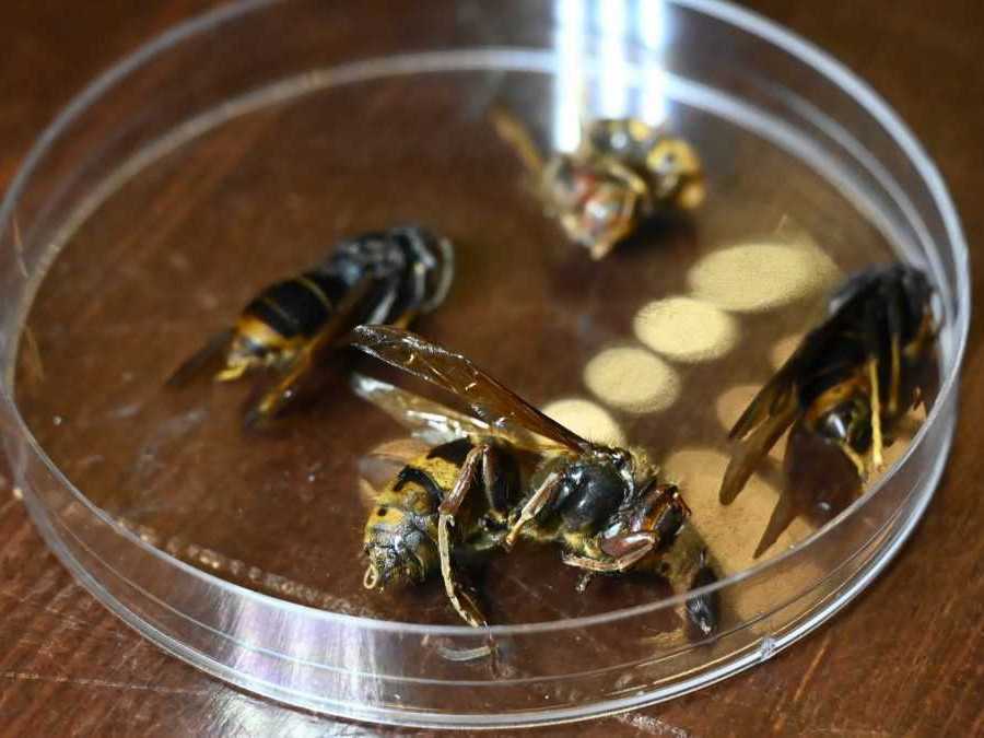 Na snímke jedince sršňa ázijského.