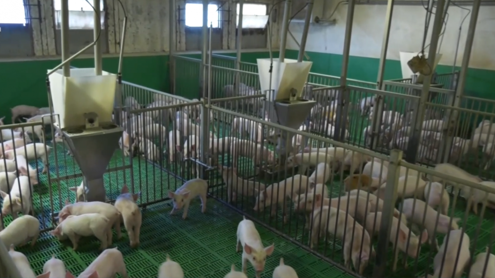 Africký mor ošípaných sa šíri ďalej smerom na západ Slovenska: Chovatelia sprísňujú ochranu fariem