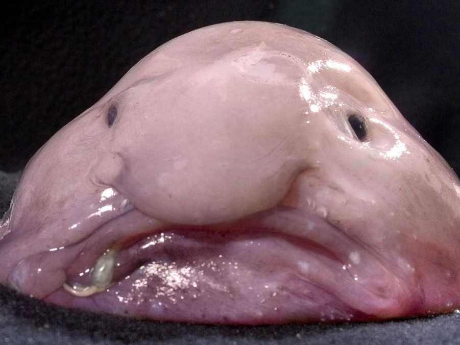 Tlstohlavec sa stal novozélandskou rybou roka.