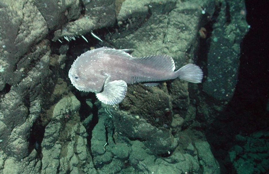 Psychrolutes phrictus vyzerá pod hladinou inak ako nad ňou.