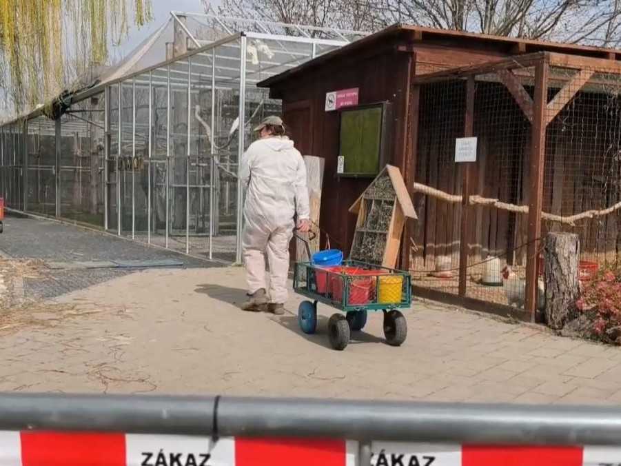 Na snímke pracovníčka zoo v ochrannom obleku.