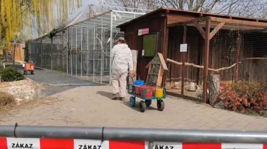 Na snímke pracovníčka zoo v ochrannom obleku.