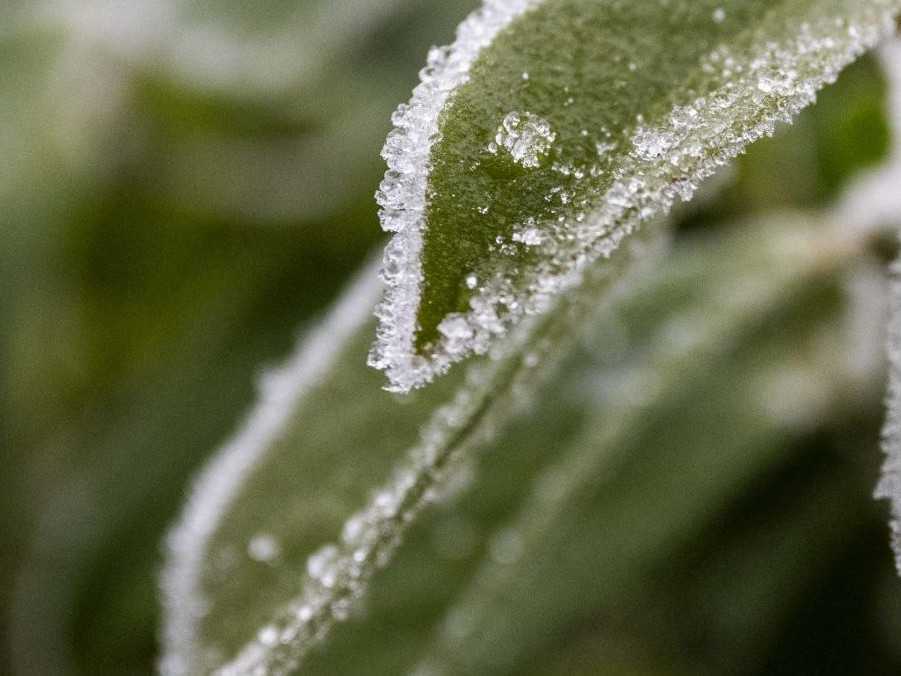 Namrznuté stromy v Bratislave.