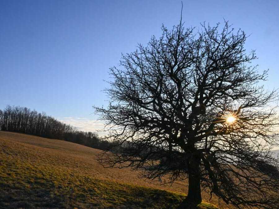 Hruška planá, Bošáca