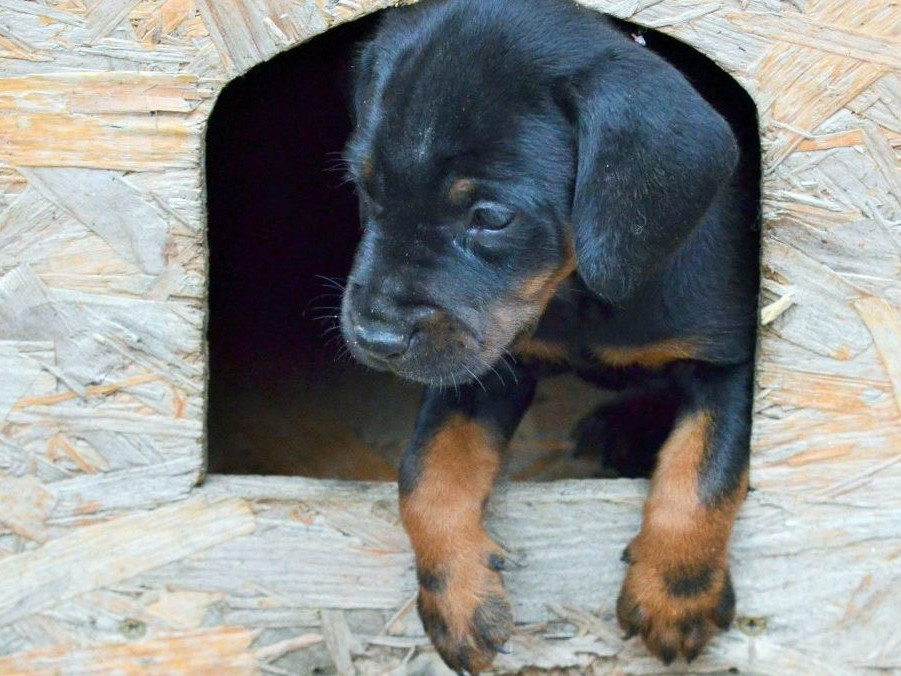 Na ilustračnej snímke pes.