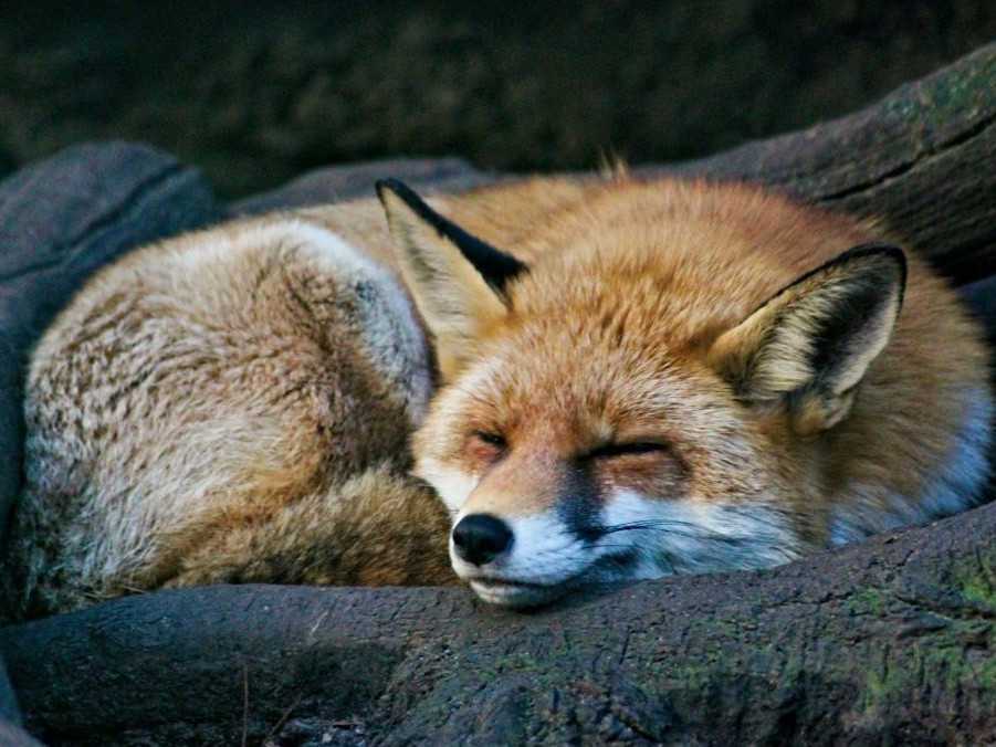 Ilustračná snímka líšky.