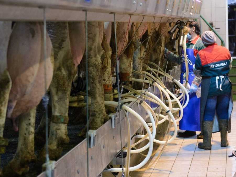 Dojenie kráv na farme v Dubníku v okrese Nové Zámky.