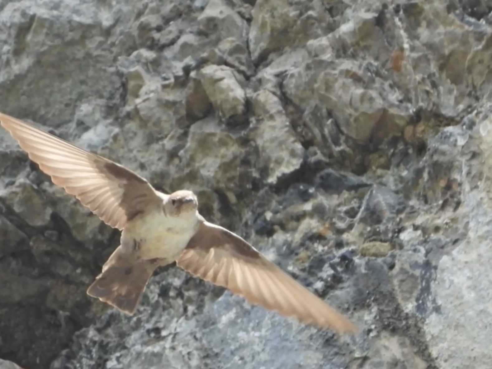 Na Slovensku hniezdi jeden jediný pár.