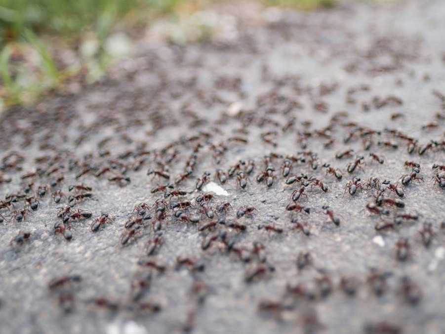Agresívny druh mravca v Nemecku spôsobil výpadky energie a šíri sa ďalej na sever. Jeho kolónie majú až milión jedincov