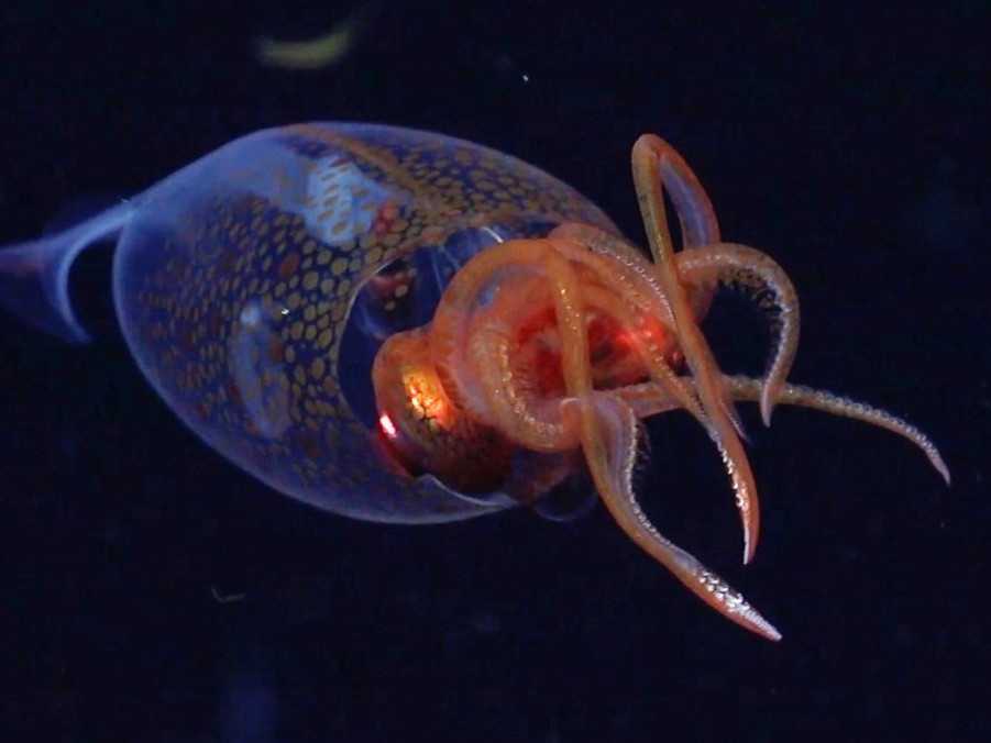 Na snímke kalmár Hamiltonov, ktorého sa vedcom podarilo natočiť.