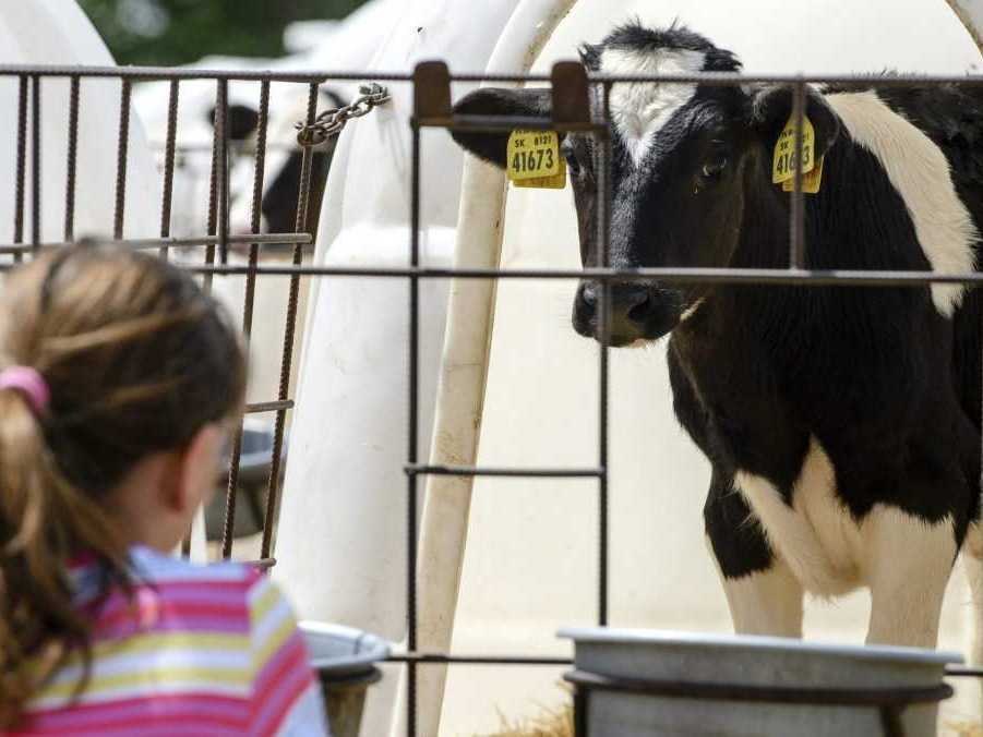 Na snímke krava za ohradou v popredí dieťa.
