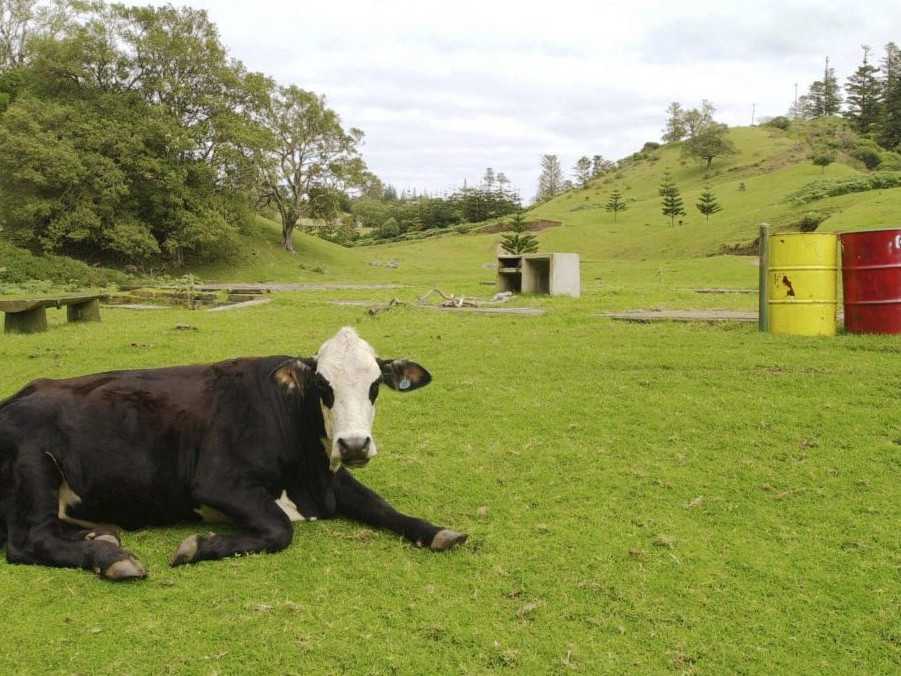 Na ilustračnej snímke krava na lúke.