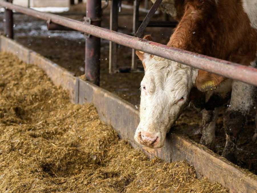 Na ilustračnej snímke krava.