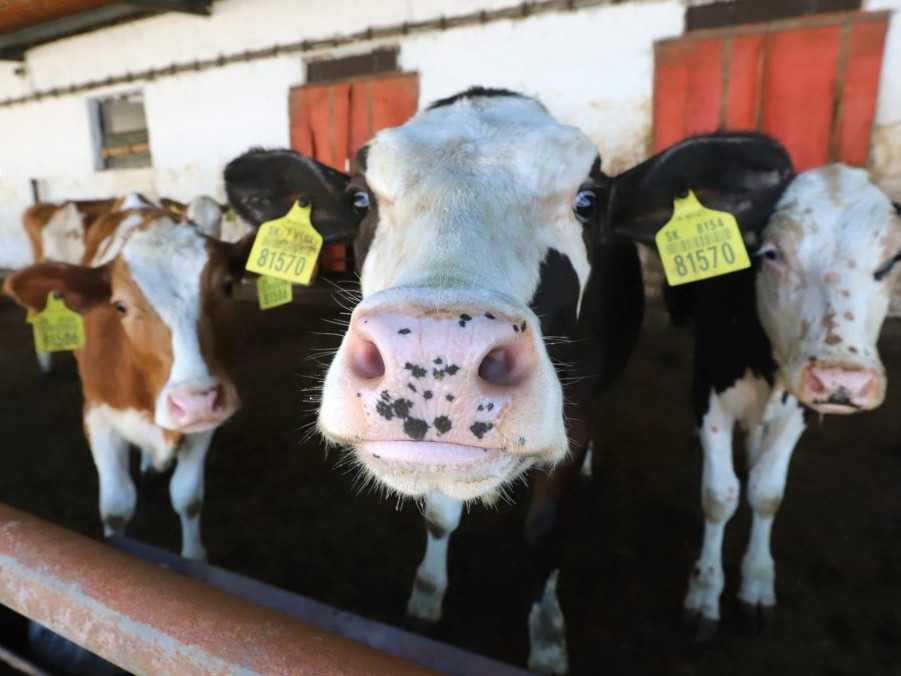 Na ilustračnej snímke krava.