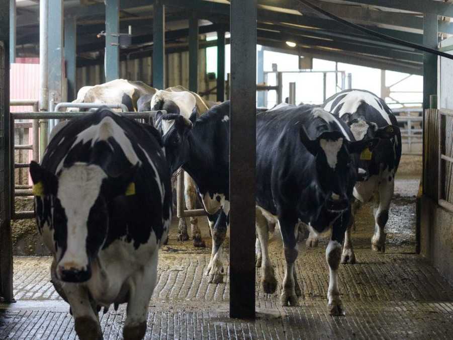 Na ilustračnej snímke dobytok.