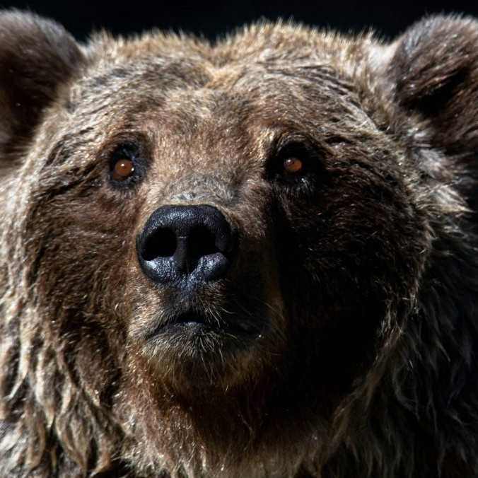 Odstrel medveďov na Slovensku môže byť podľa poľského vedca katastrofou a vyhubením medvedej populácie