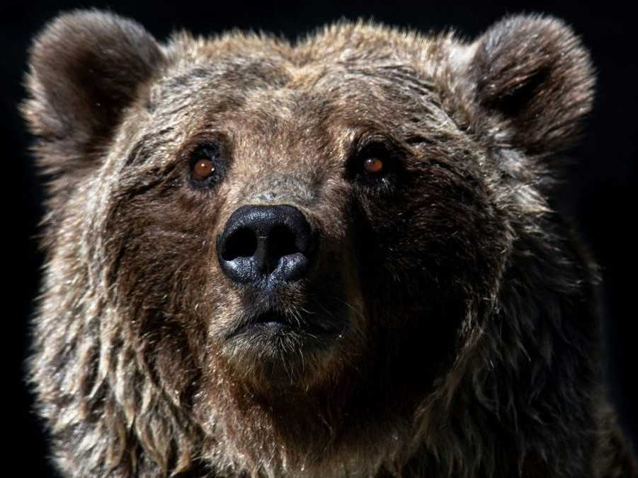 Odstrel medveďov na Slovensku môže byť podľa poľského vedca katastrofou a vyhubením medvedej populácie