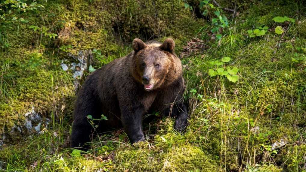 V Lučenci pre medveďa hnedého a šírenie slintačky zasadal krízový štáb. Mesto prijalo preventívne opatrenia