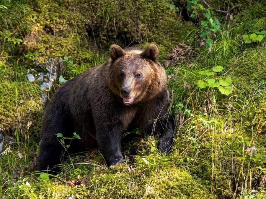 Na ilustračnej snímke medveď hnedý.