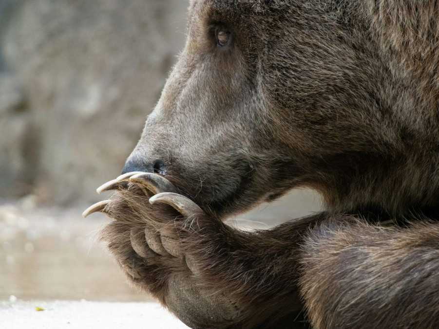 Na ilustračnej snímke medveď.