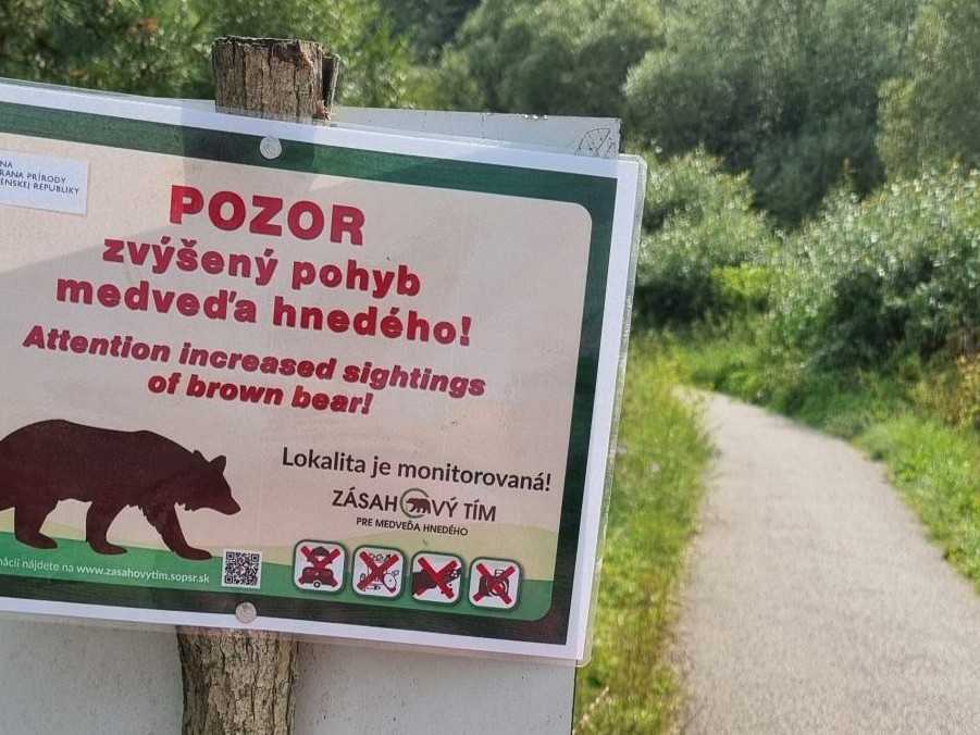 Ochranári odmietajú plošný odstrel medveďov. Envirorezort by podľa nich porušil právne predpisy