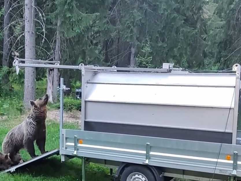 Medvedica s mláďatami