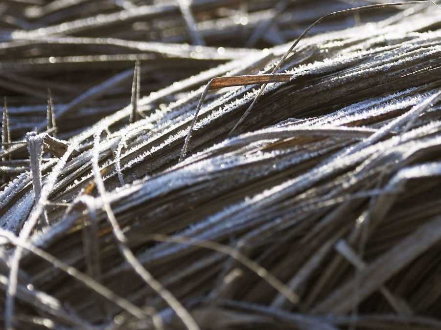 Námraza na tráve počas mrazivého dňa v Košiciach.