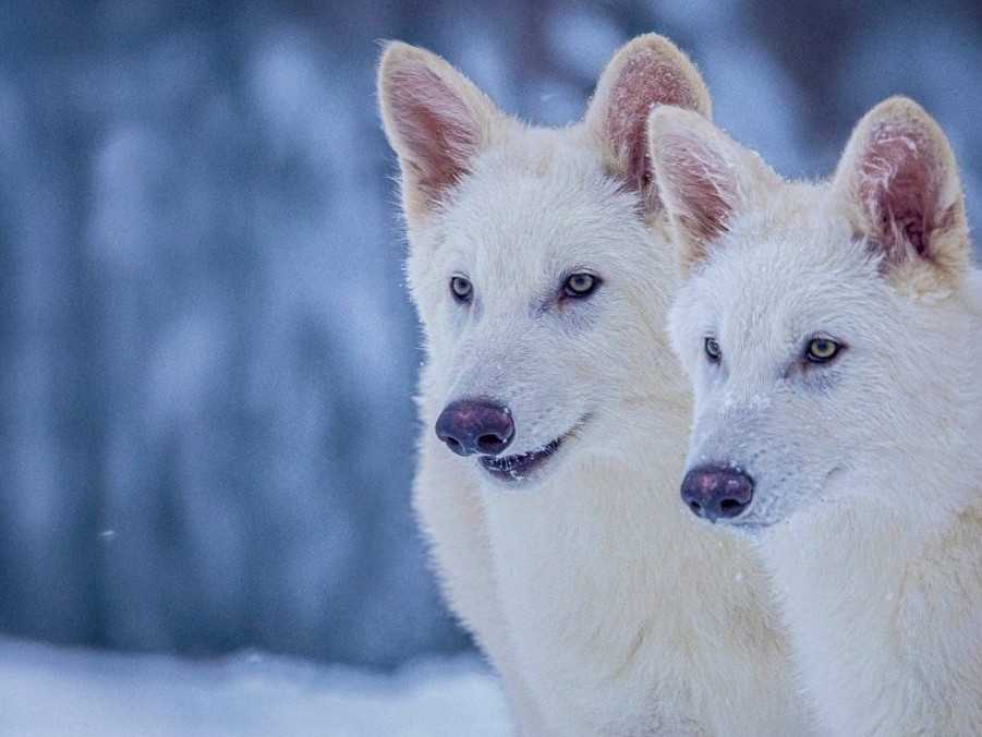 Pravlky obrovské Romulus a Remus.