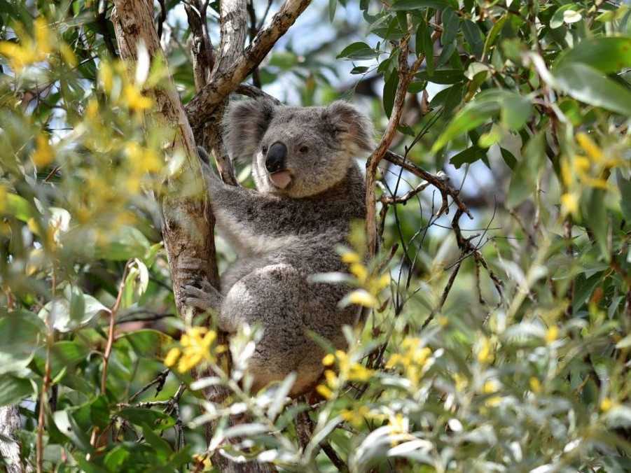 Ilustračná snímka koaly.