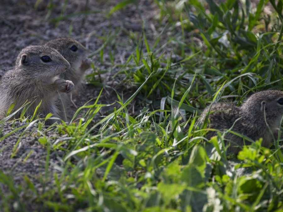 Na ilustračnej snímke sysle.