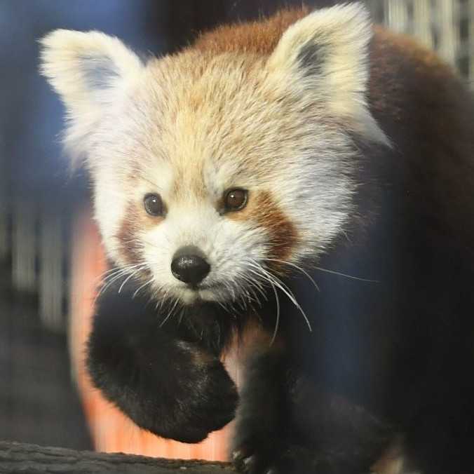 Slintačka a krívačka spôsobuje zoologickým záhradám obrovské straty. ZOO Košice ich predbežne vyčíslila na 200-tisíc eur