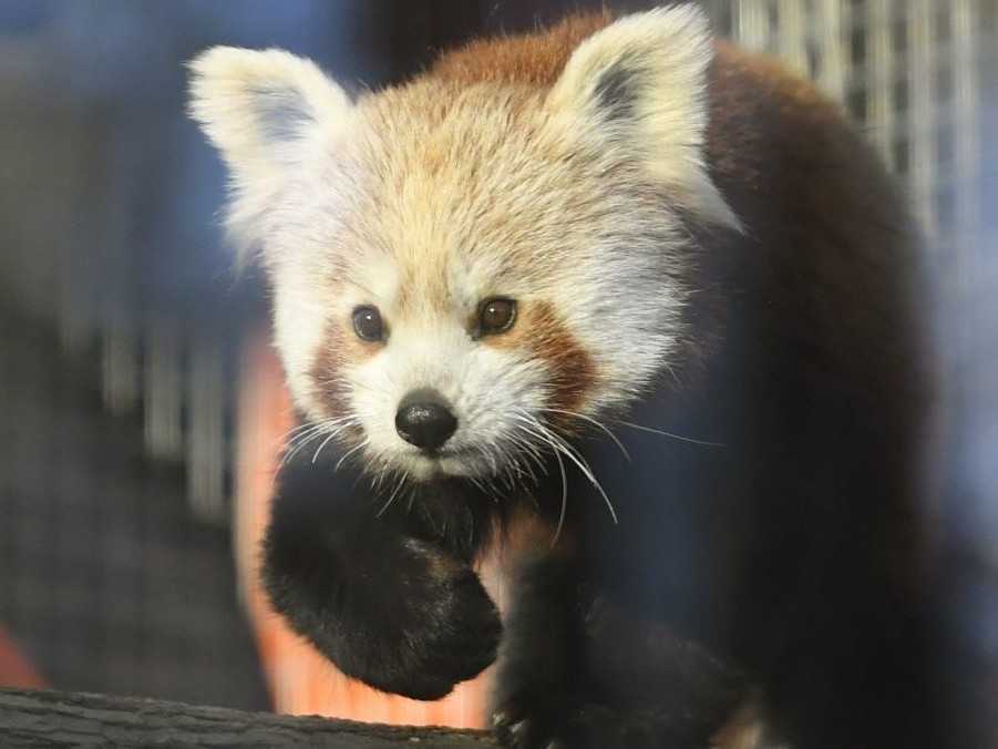 Na snímke je panda červená v košickej zoo.