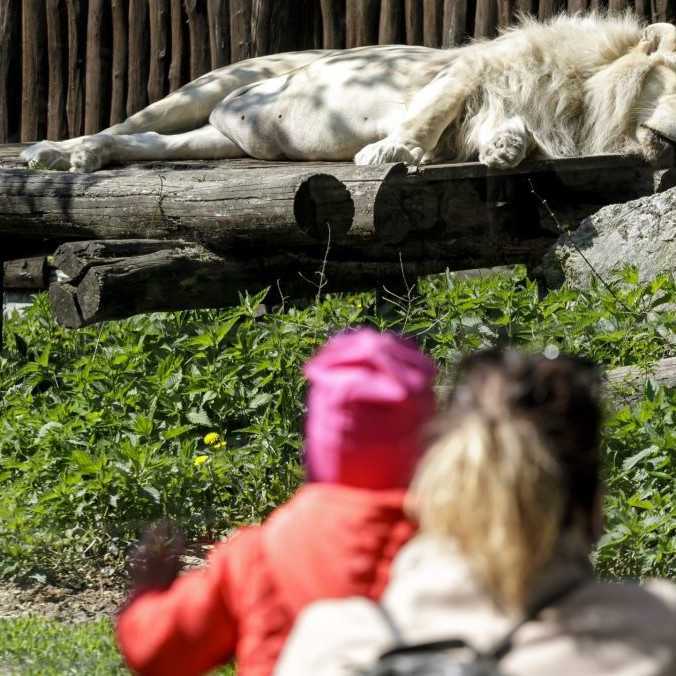 Brány zoologických záhrad na západnom Slovensku sa od stredy otvoria, potvrdil to šéf štátnych veterinárov M. Chudý