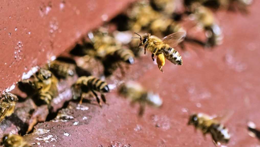 Včelári rátajú po zime rekordné úhyny. Včely bojujú najmä s nedostatkom pastvy a zmenou klímy