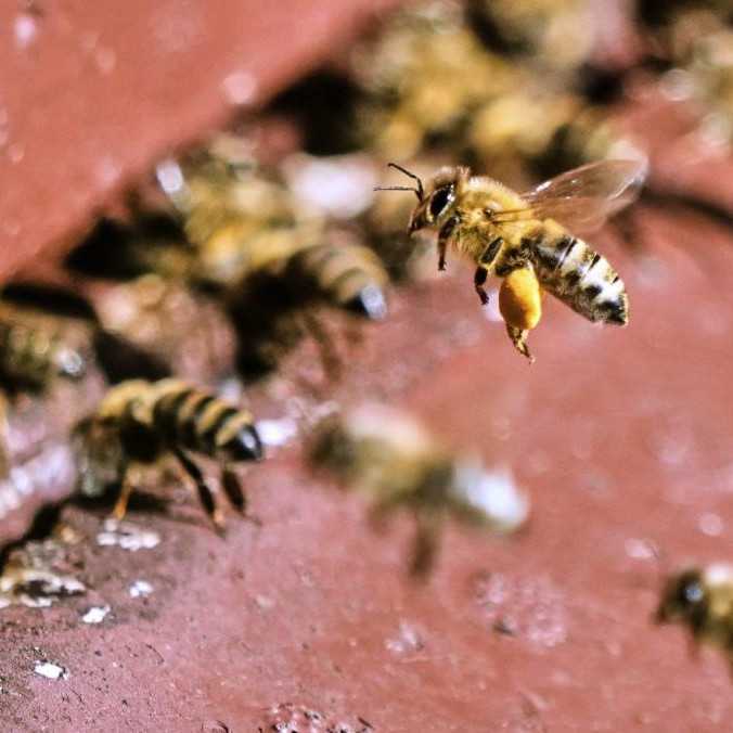 Včelári rátajú po zime rekordné úhyny. Včely bojujú najmä s nedostatkom pastvy a zmenou klímy